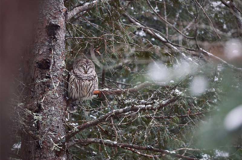 barred owl buddha human hangover mental health map inner work guide healing quantum emotional emotions therapy