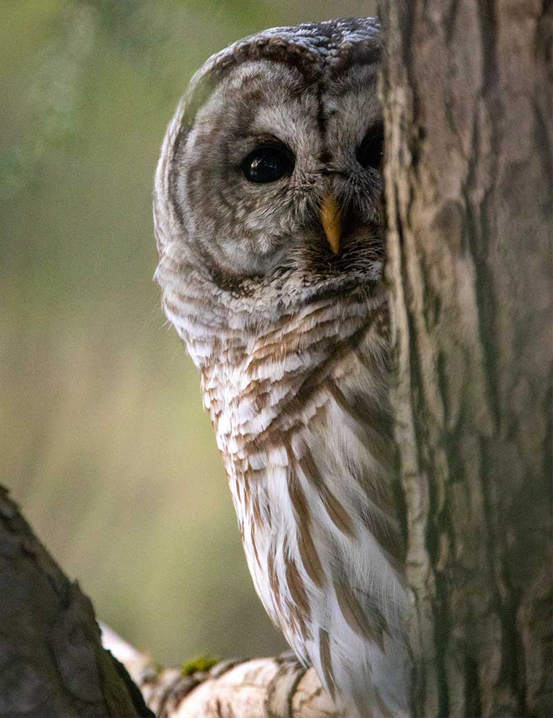 barred owl human hangover mental health map inner work guide healing quantum emotional emotions therapy