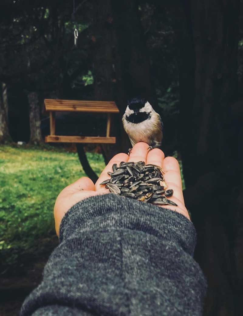 bird in hand human hangover mental health map inner work guide healing quantum emotional emotions therapy bird in hand human hangover mental health map inner work guide healing quantum emotional emotions therapy