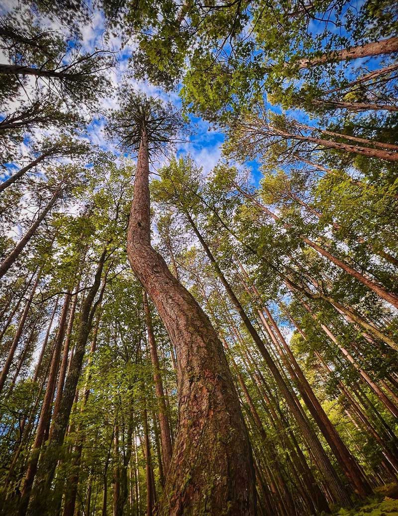 forest michigan little presque isle marquette human hangover mental health map inner work guide healing quantum emotional emotions therapy
