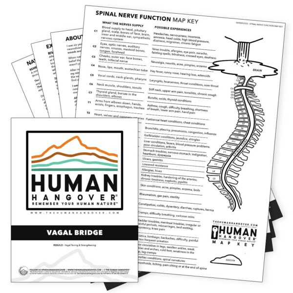 vagal bridge human hangover meantal health guide physical natural alternative energetic nervous system vagus vagal nerve somatic healing ptsd anxiety depression acupuncture acupressure